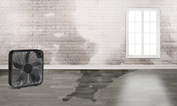 Best Water damage contractors near me  in Tuskegee, AL